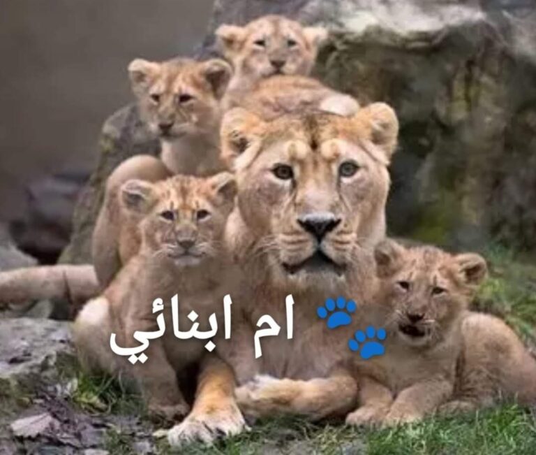 Mon combat, notre paix معركتي، سلامنا
