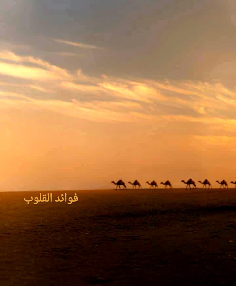 شرف البدو، إرث العرب الأصيل